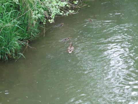 Kaczki dorosła i małe