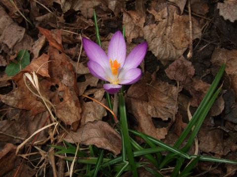 Krokus - widać wiosnę