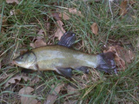 Ładna zielona rybka