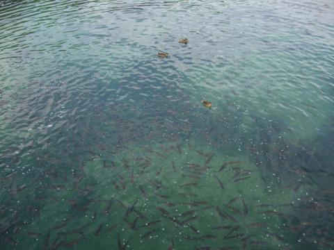 Rybostan górny Ren 02