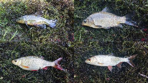 Ryby w starorzeczach