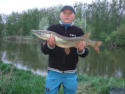 Prawie metrowy szczupak